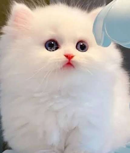 Charlone Aranas Profile Picture